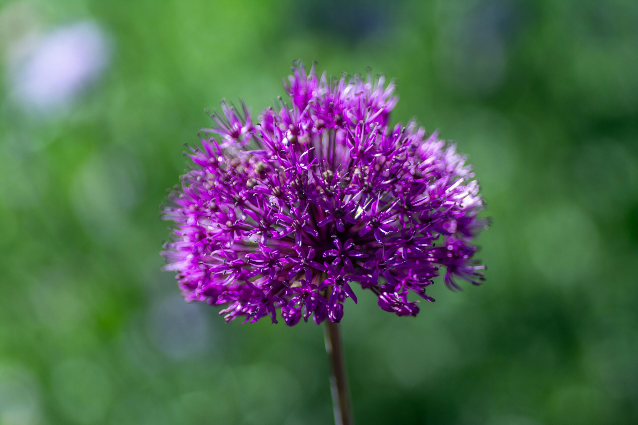 A stunning close-up of a purple allium flower in full bloom, showcasing its intricate details against a lush green backdrop.